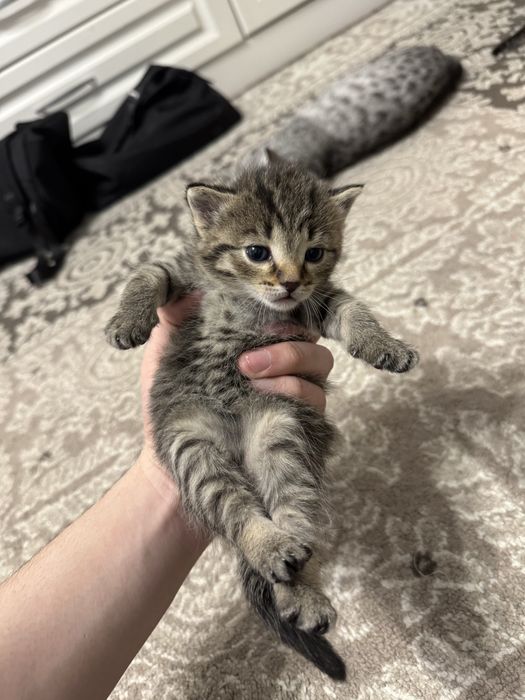 Шотландские котята