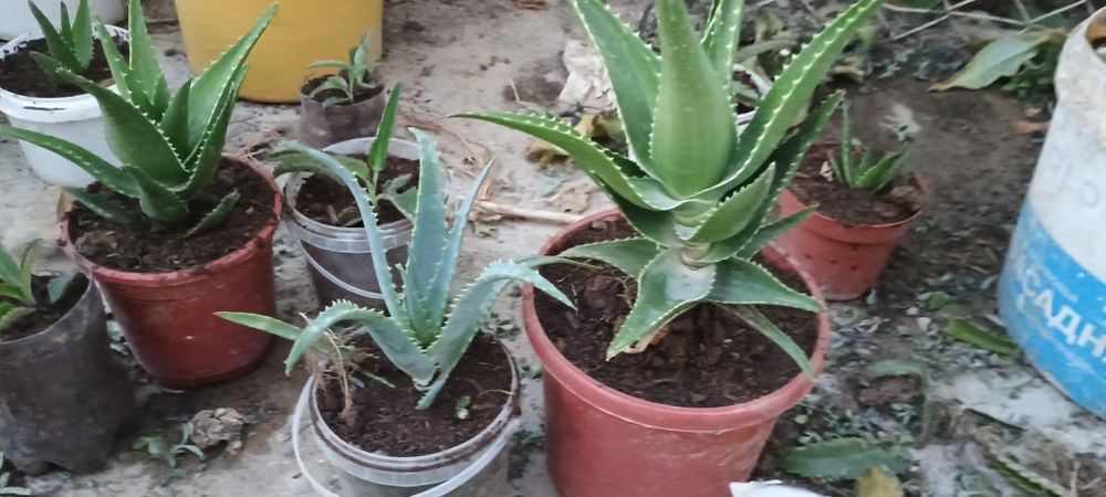 Алоэ вера гүлдер бар