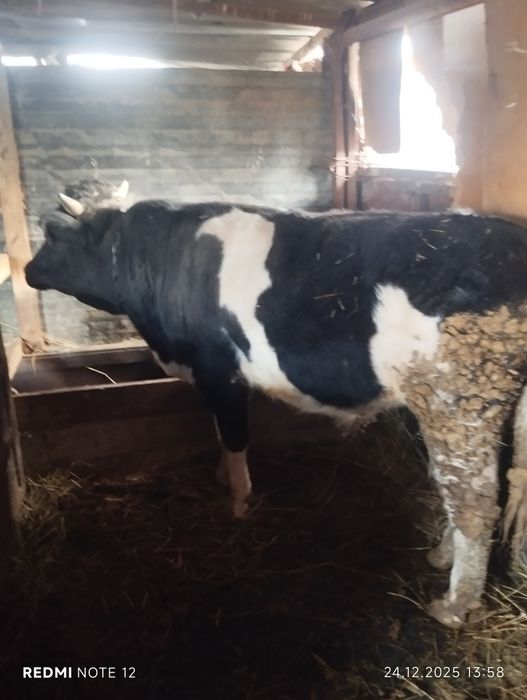 Бордақы бұқа сатылады