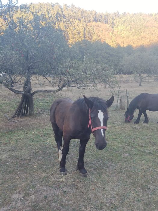Mânz de vânzare rasă grea