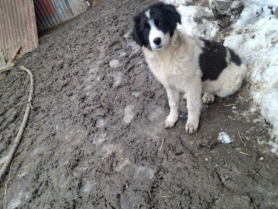 Catei ciobanesc de bucovina, un baiat si o fata
