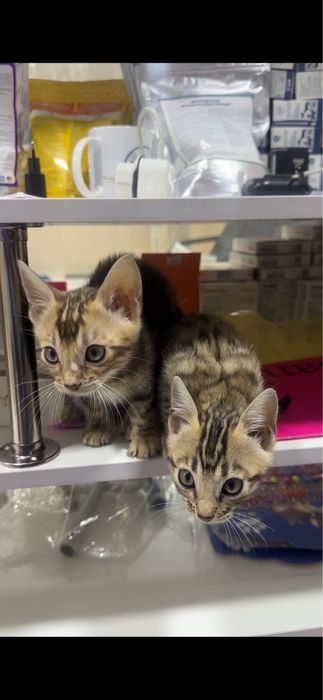 Продаётся кошка породы Бенгал