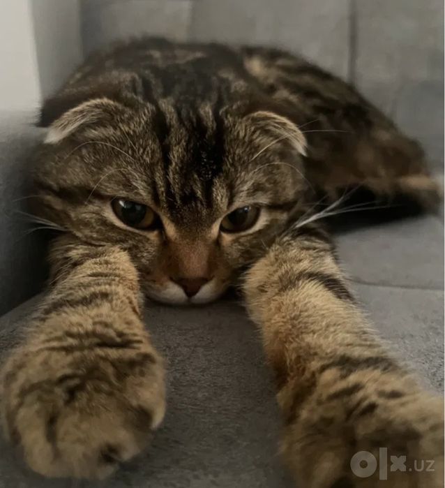 Продается Вислоухая кошка
