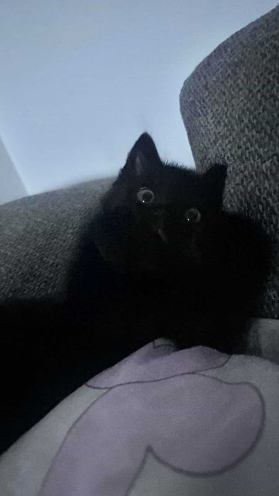 Котенок 3-4 месяца, девочка