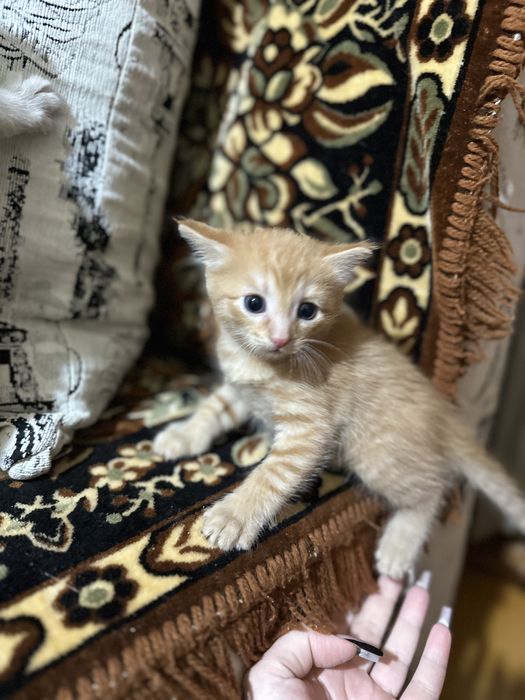 Отдам котенка в добрые руки!