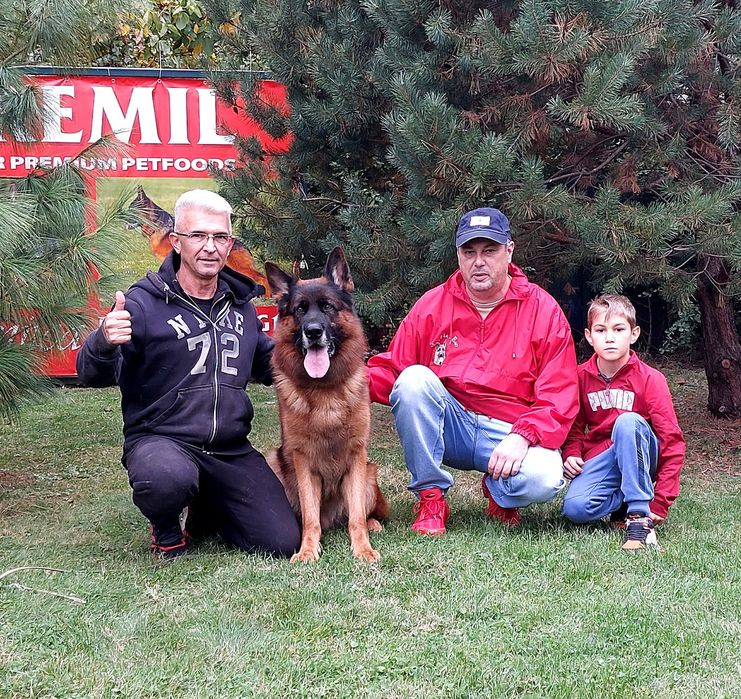 Top, cățeluș cu pedigree, ciobănesc german