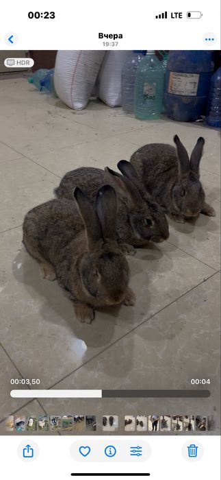 Фландер сотилади