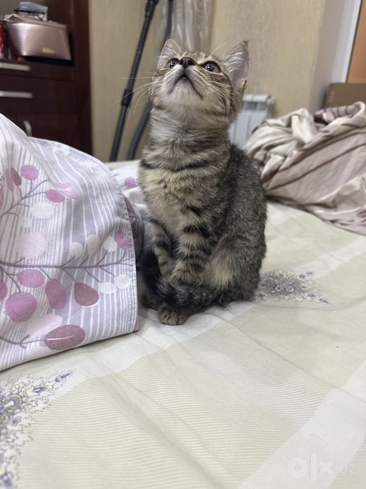 Котёнок ищет дом