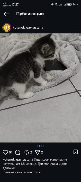 Отдам очаровательных котятокк