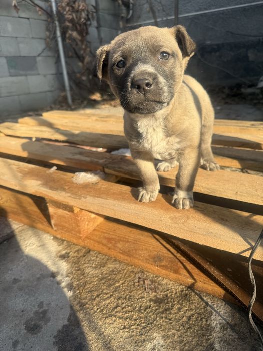 Продам щенков питбуль с азиатом