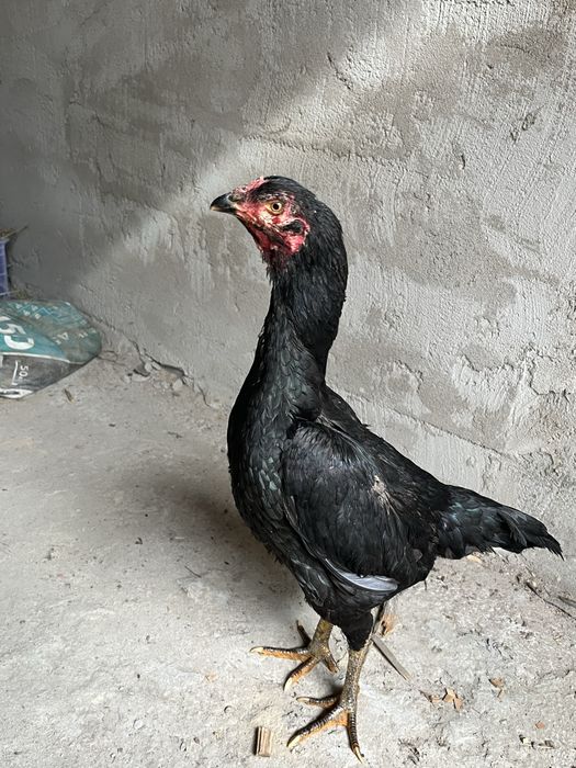 Продам даканиху молодая