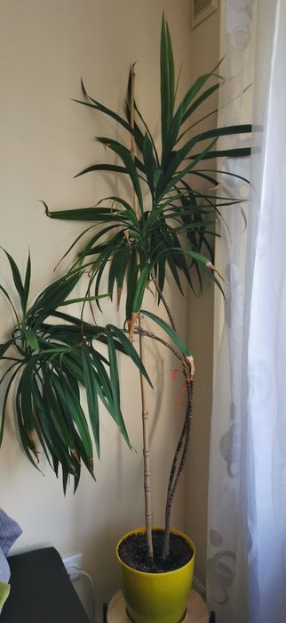 Стайна палма драцена