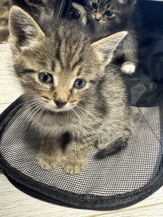 Котята бесплатно в добрые руки
