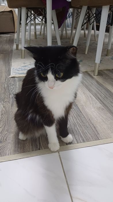 Кота  на Связку  кошка