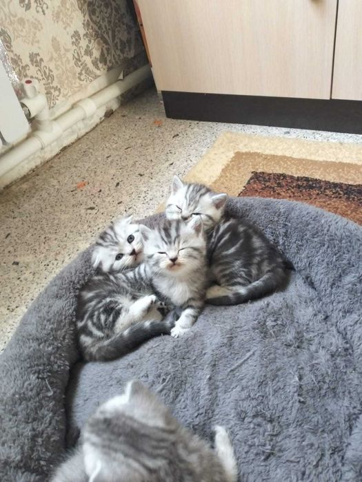 Котята, в хорошие руки