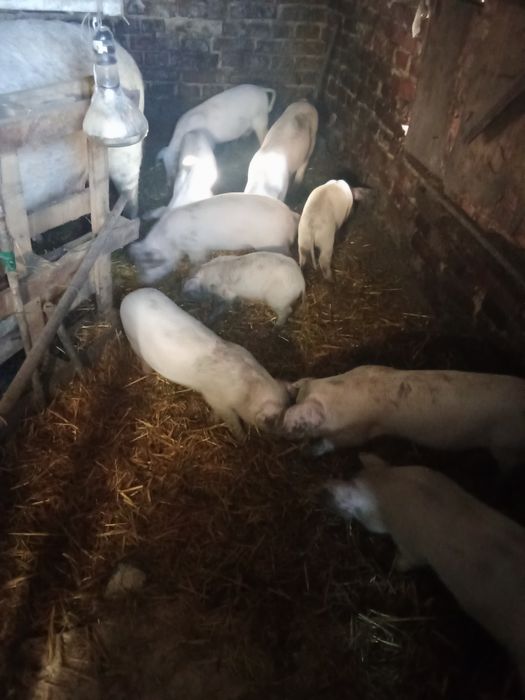 Продаване малки прасенца