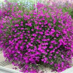 Цветя от производители