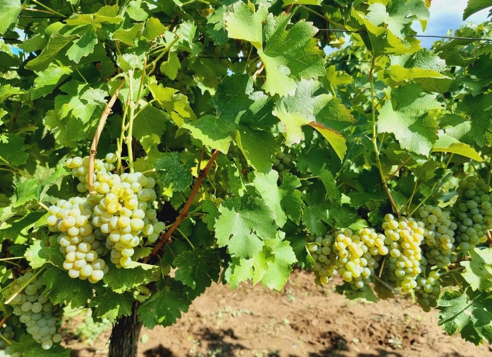 Struguri pentru vin Muscat Ottonel
