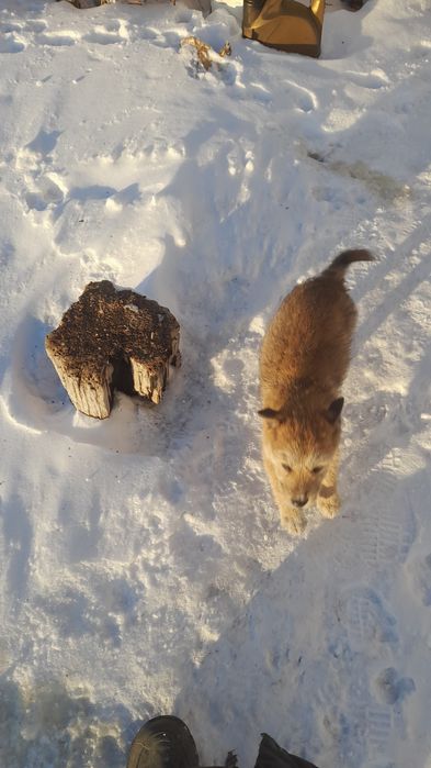 Отдам щенка в хорошие руки