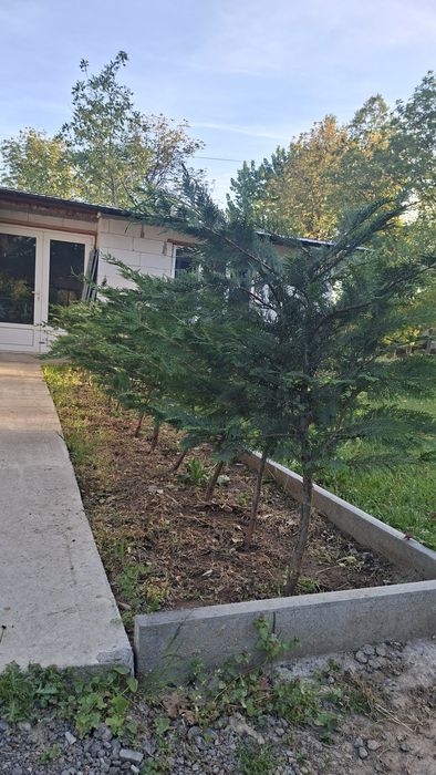 Chiparos Leylandii ,gard viu