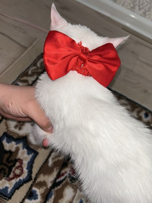 Аппақ мысық Тазайын