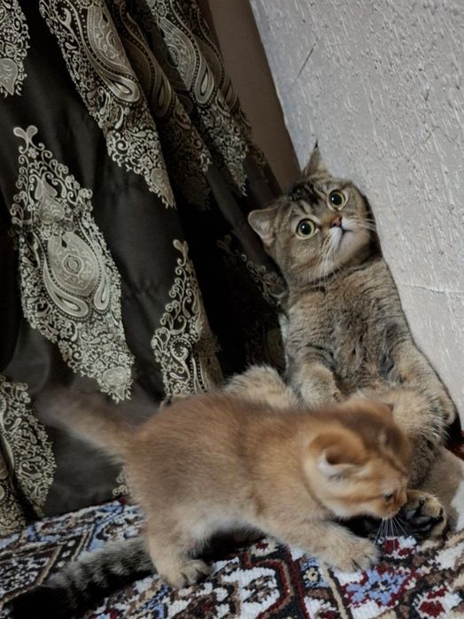 Золотоя  шеншилла