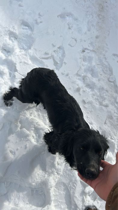 Продаются щенки спаниель