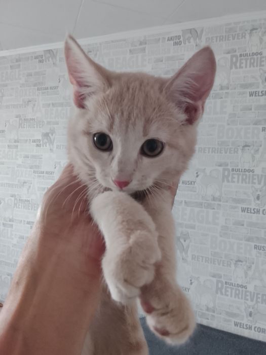 Отдам котят в хорошие руки