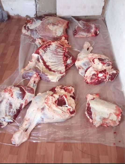 Мясо говядина Тарбагатайский