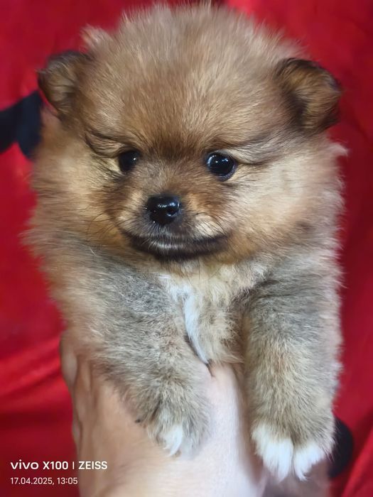 Очаровательные щенки шпица.