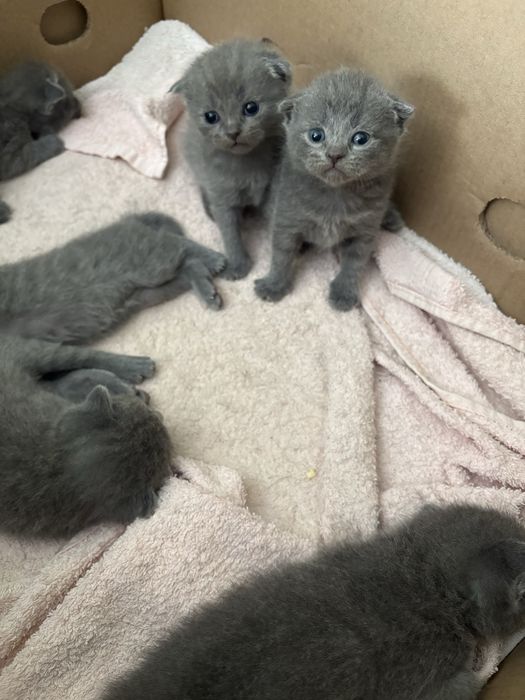 Кошка scotishstrayt серебристый