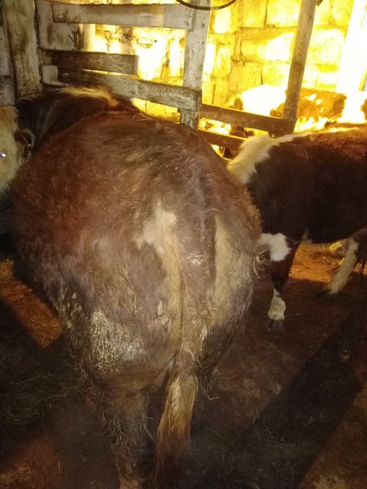 Продам быка год 9