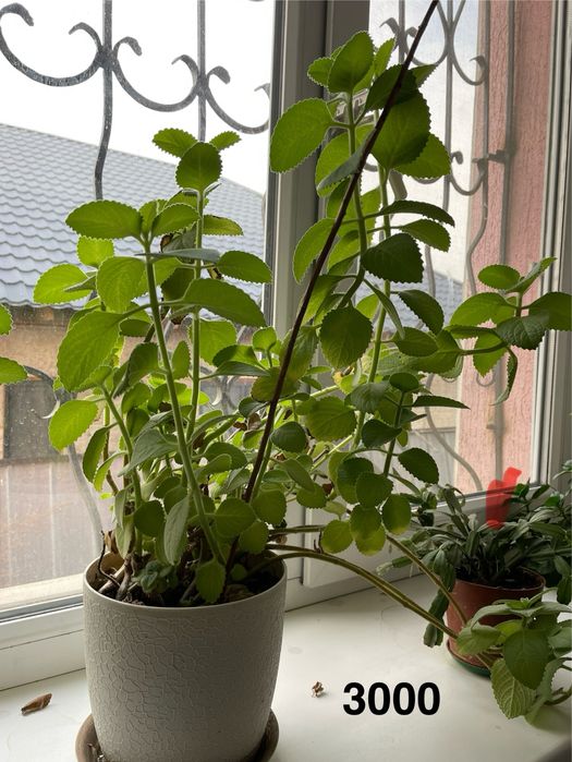 Комнатные цветы красивые