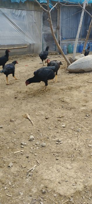 Бойцовые курицы Макиёнлар сотилади