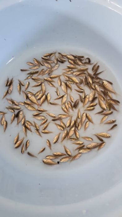 Puiet crap predezvoltat