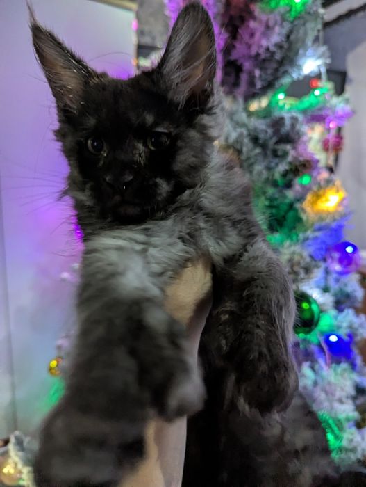 котята Мейн Кун  Полидакт