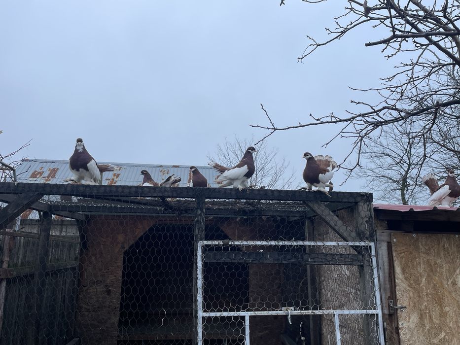 Porumbei Volga Maturi