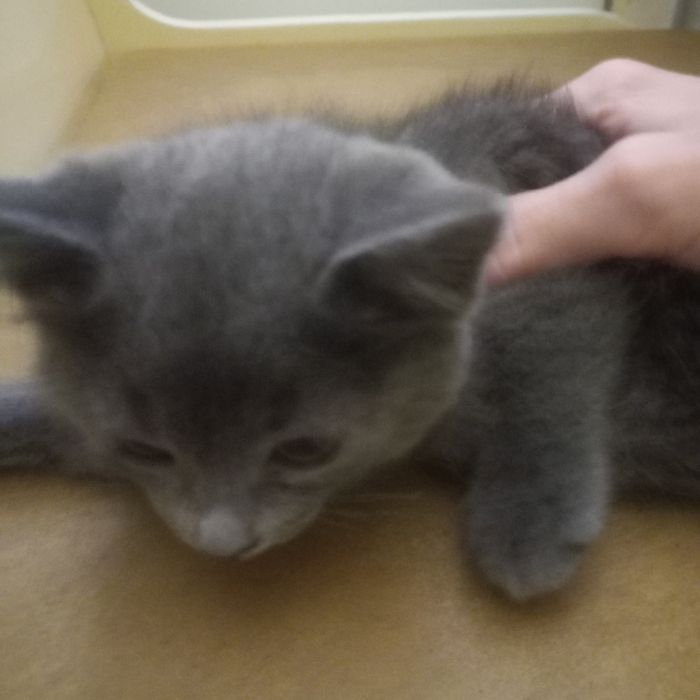 Котёнок  2 месяца  мальчик