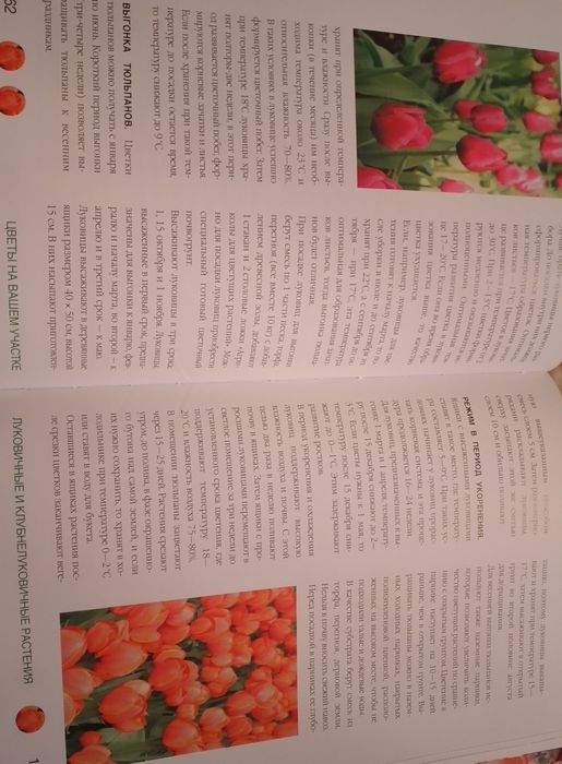 Цветы на вашем участке