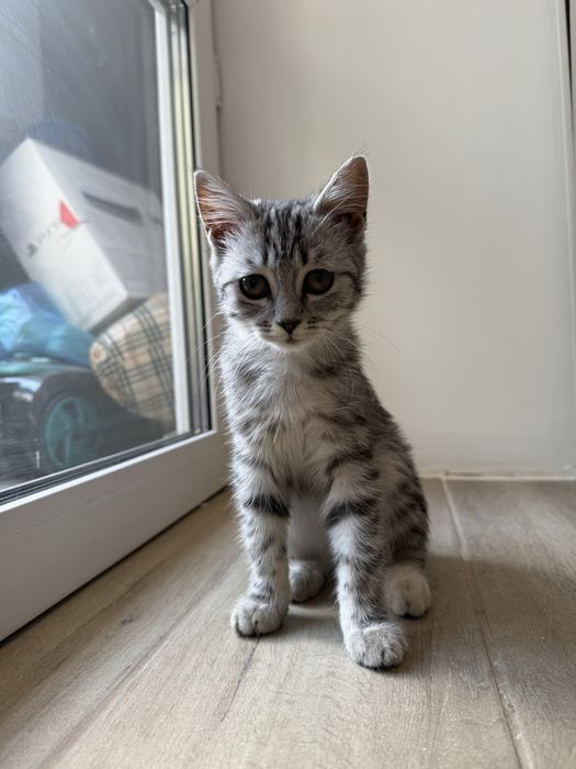 Котенок 2-3 месяца