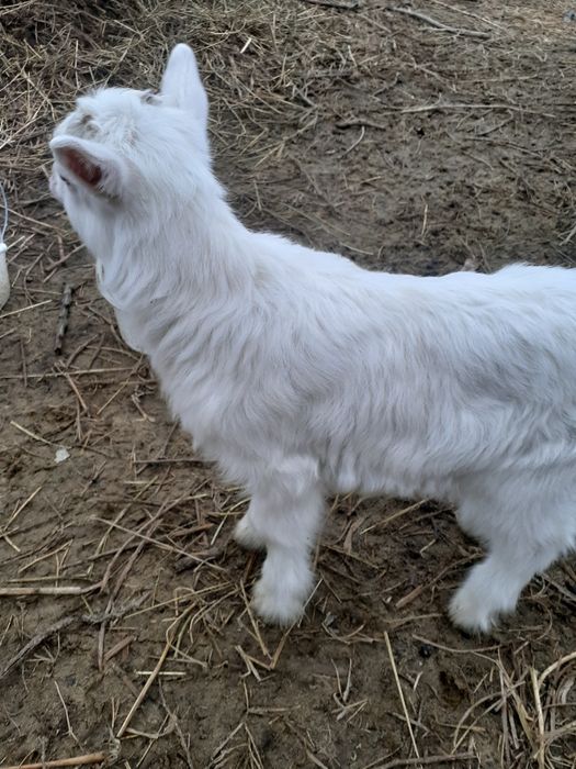 Уже сами кушают.