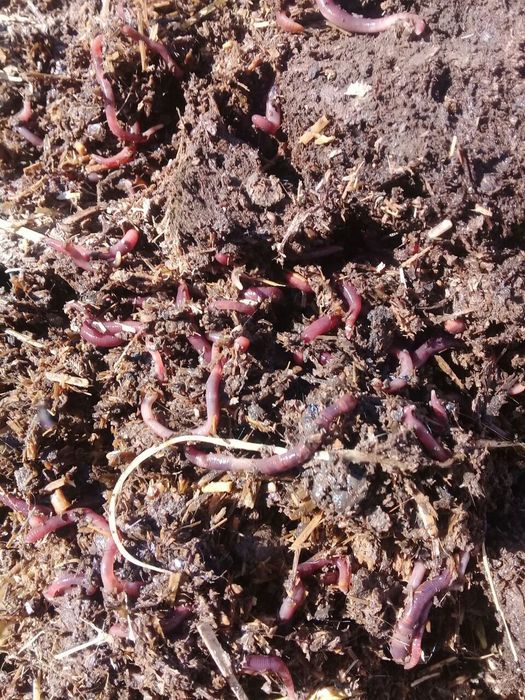 Bio gumus 1000 soʻm