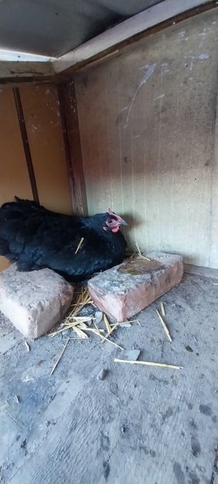 Vând ouă australorp