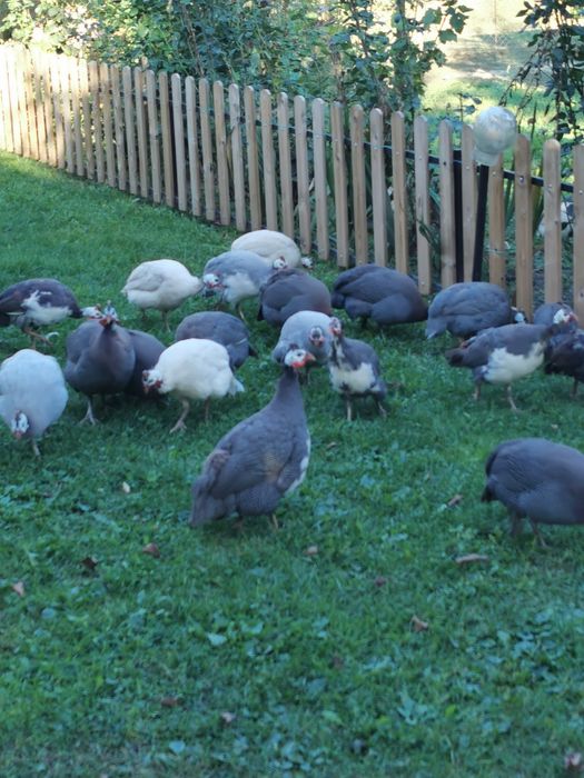 Vand bibilici de casa