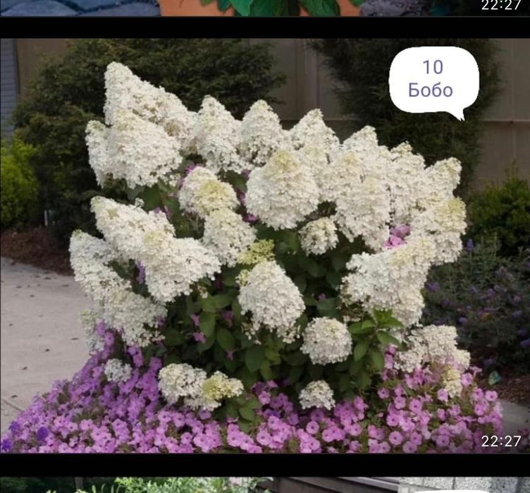 Продам гортензии