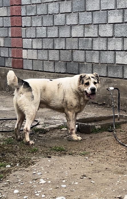 Алабай.Қазақы тобет. Средний азиатский овчарка.Алабай