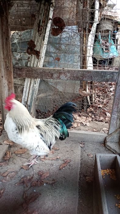 Vând cocoș de țară