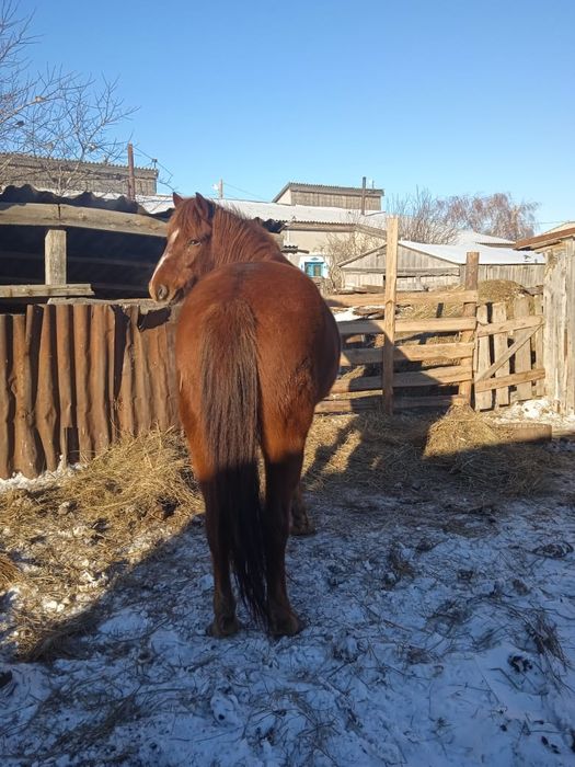 Продам жеребца обученный