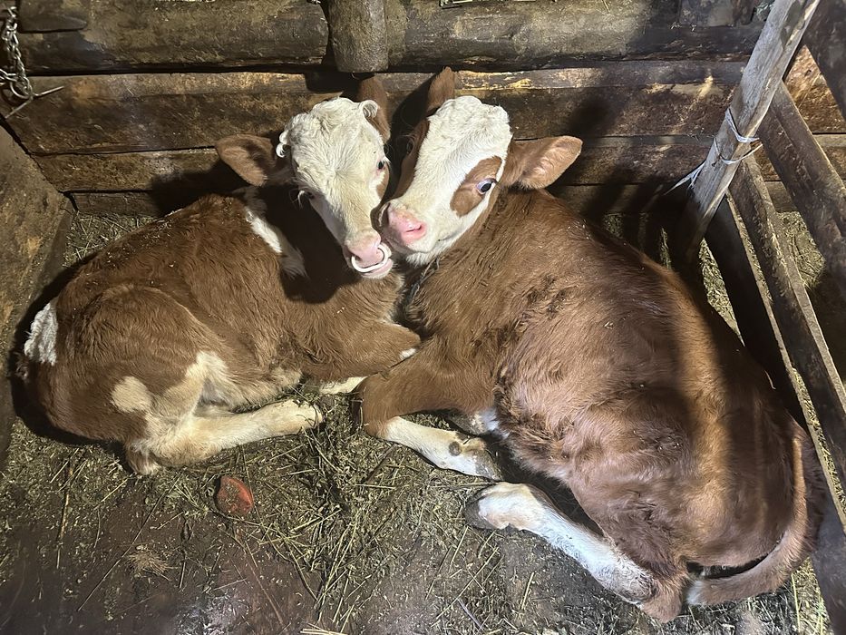 Vand vaca cu doi vitei gemeni