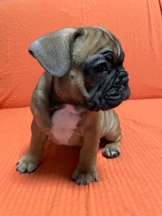 Френски   булдог